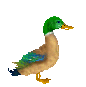  un canard