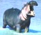 hippopotame