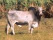 le zébu est un boeuf à longues cornes avec une bosse sur les épaules