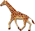 une girafe qui marche